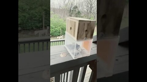 Gross Trap