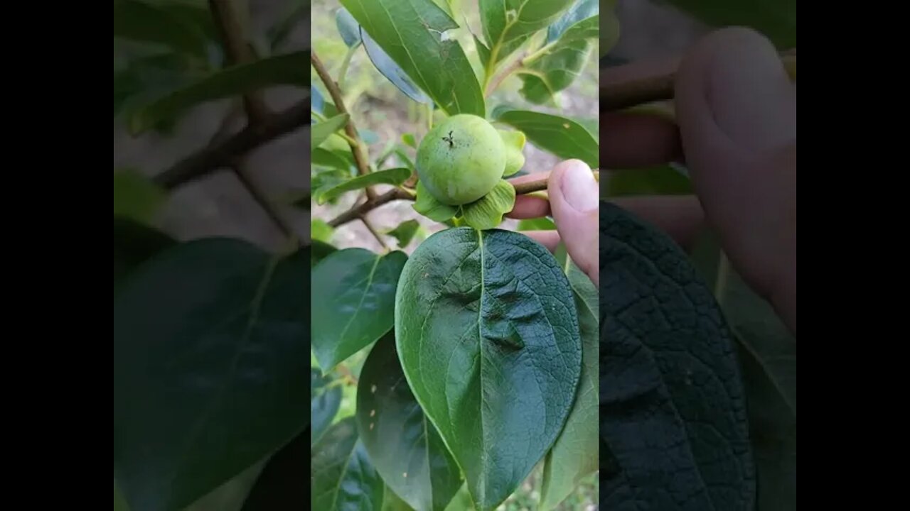 Sijo persimmon