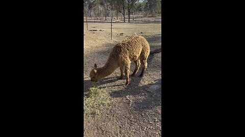 Alpaca art