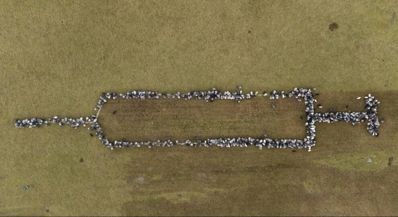 How The Elites View The Average Person / Sheep Form Syringe in COVID-19 Vaccine Push