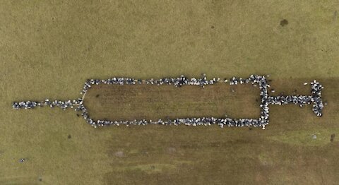 How The Elites View The Average Person / Sheep Form Syringe in COVID-19 Vaccine Push