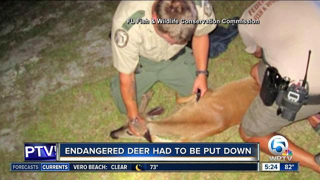 Key deer euthanized after being found tied up in car trunk