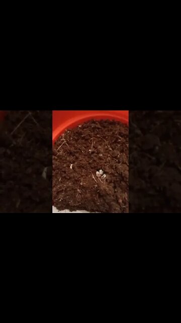 Pleasant surprise with grow kit