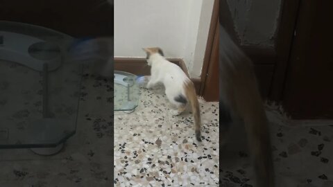 Funny Kitten Playing with Ball - Funny Kitten Video