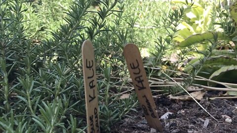 Students harvest school gardens for Earth Day