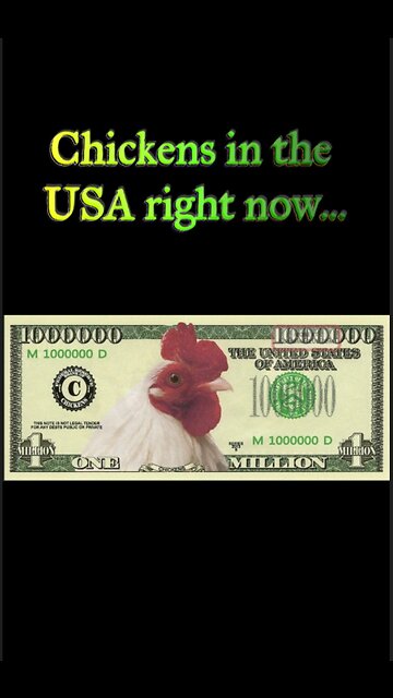 Chickens In the USA Right Now, LOL