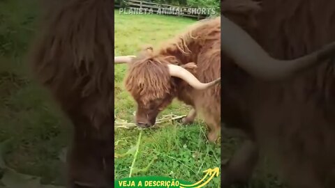 VAQUINHAS PELUDAS PASTANDO #shorts #planetaanimalshorts #animals
