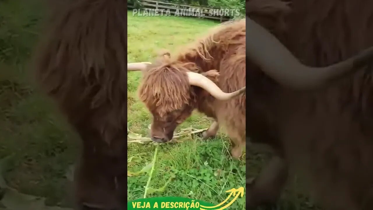 VAQUINHAS PELUDAS PASTANDO #shorts #planetaanimalshorts #animals