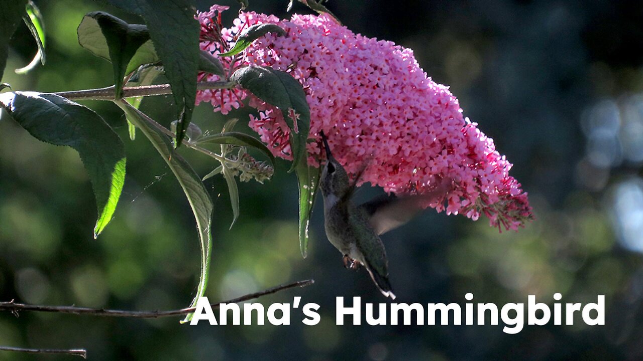 Thirsty Hummingbird