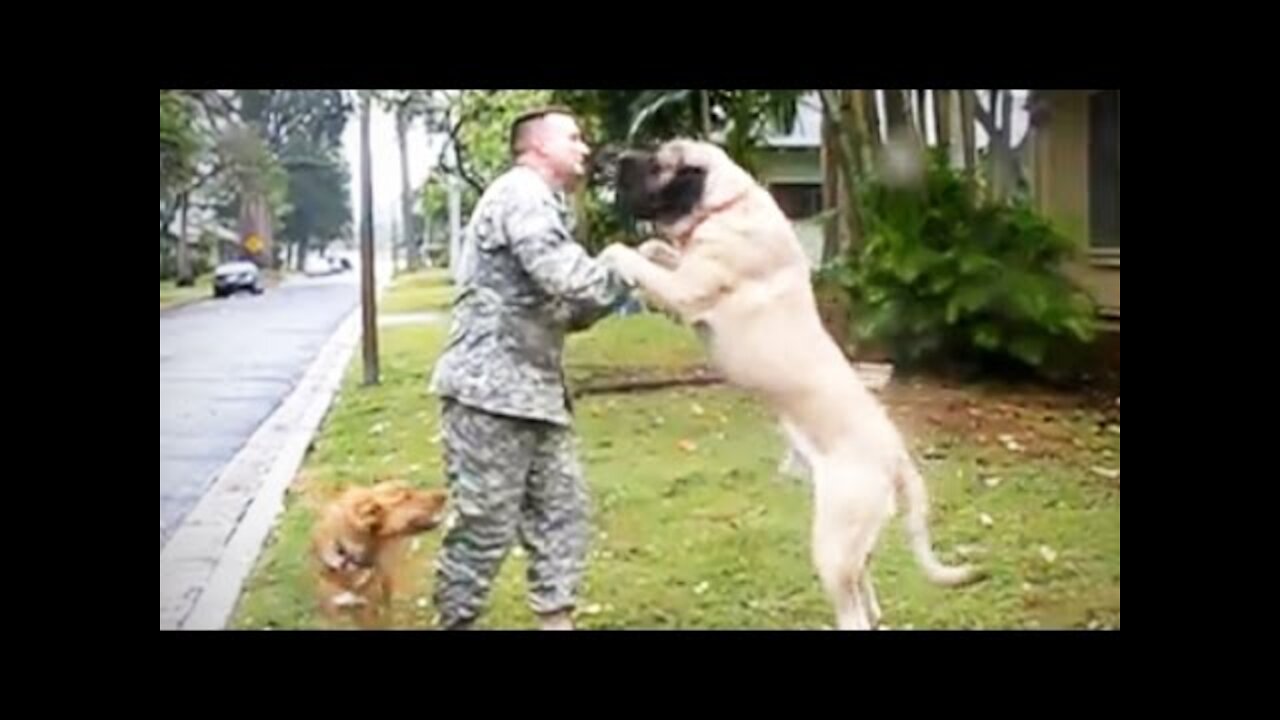 Watch how these dogs react to meeting their owners after a LONG TIME🐶💕💕