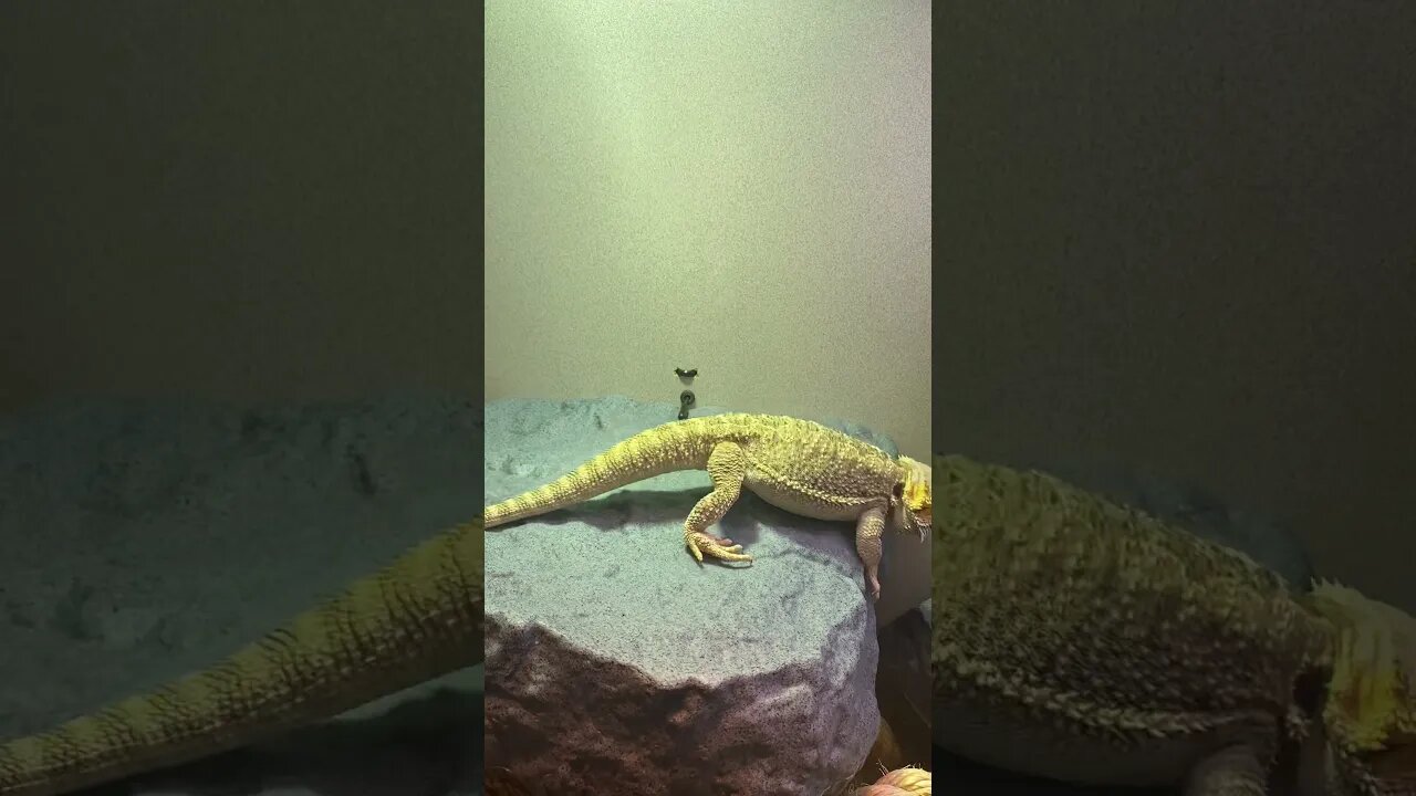Emet Enjoying NEW Home - Another Update