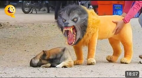 Troll prank dog funny