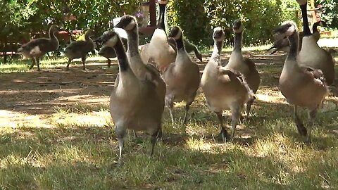 17 RUE Farm Animals 2