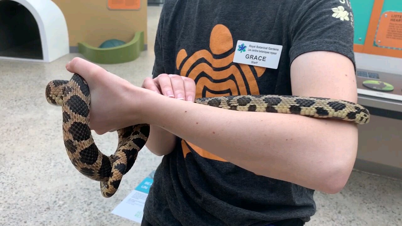 Snake in a girls hand 😱 shocking reaction