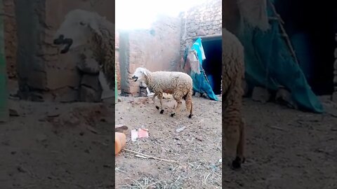 #shorts #funny #cute animals happening