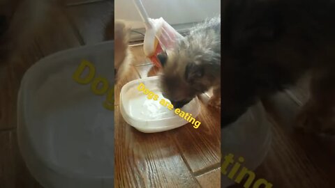 #animals |eating dogs|#dogs #shorts