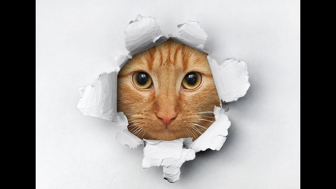 Funny Animals video best of 2023