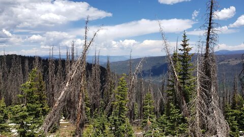 Catastrophic, Miles & Miles of Dead Trees, Is this proof the magnetosphere is collapsing?