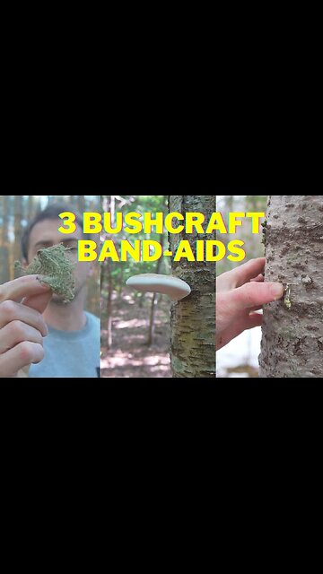 3 Survival Bandaids you can Make in the Forest!