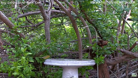Prairie Warbler in new bath!