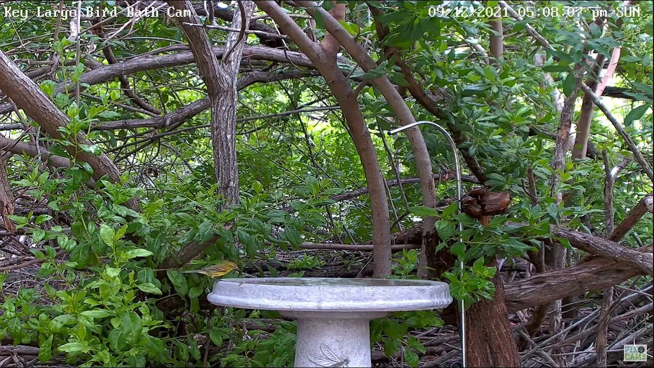 Prairie Warbler in new bath!
