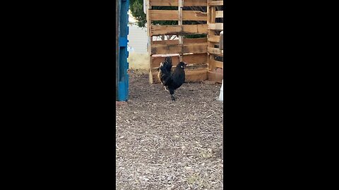 Chickens
