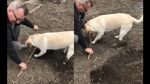 Dog is working hard while owner working smart.