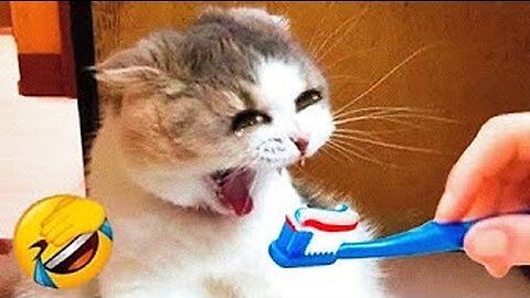 Funny Animal Video #19