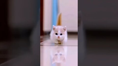 funny cat videos | cute cat videos| cute animals funny cats #shorts #shortsfunny #cutecat #funnycat