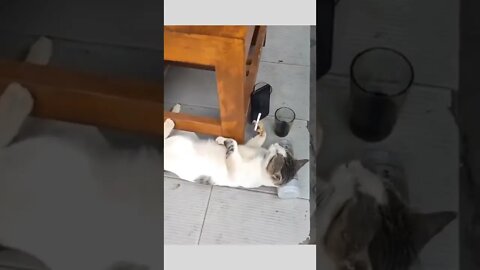 Lol 🐈🚬🥃🍷🎞️🤪😝🤪