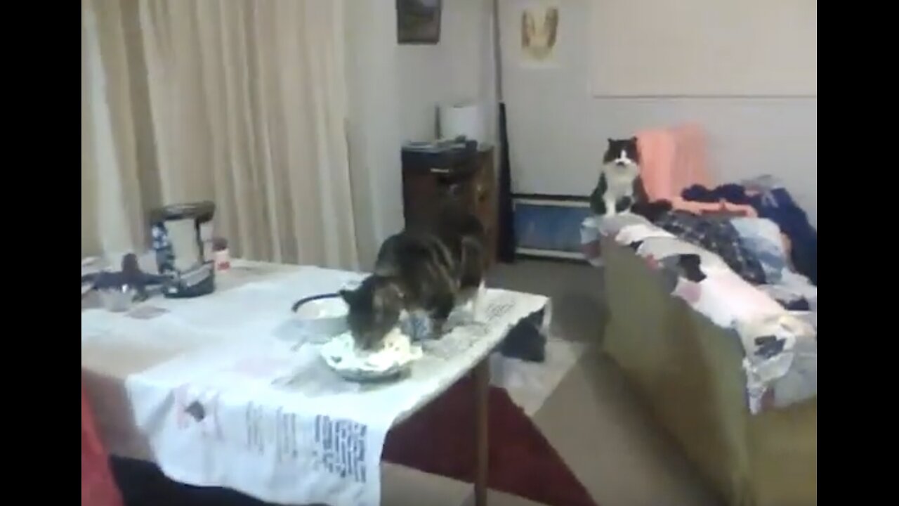 ROBOT KITTY RADIO 16 AUGUST 2024 FRIDAYS CHILD