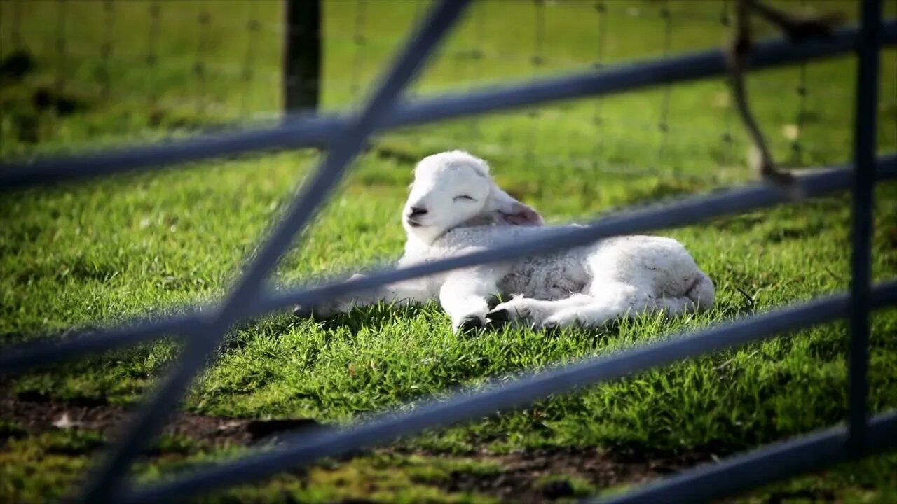 Spring lamb enjoying the spring sun