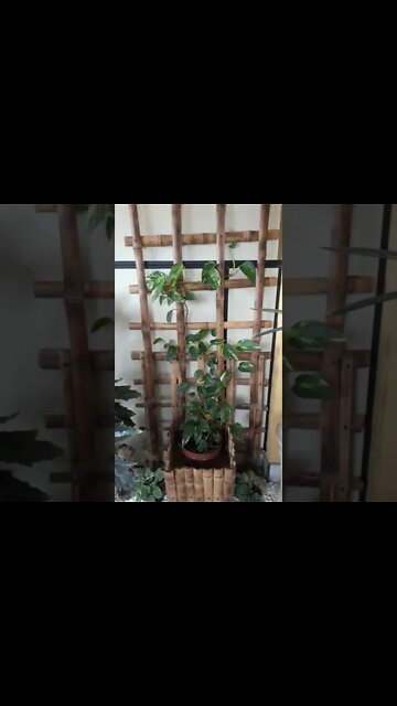 cachepo de bambu mosso vaso suspenso