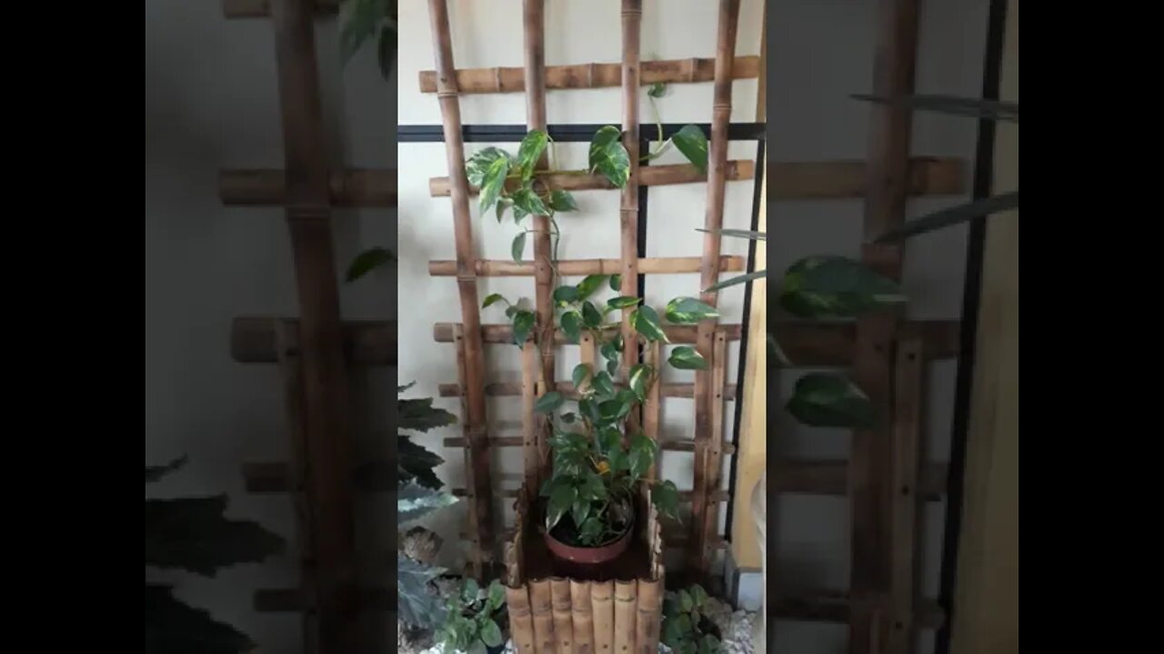 cachepo de bambu mosso vaso suspenso