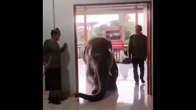 Elephants visits Hospital