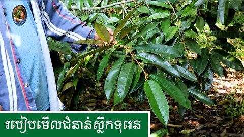 របៀបមើលជំនាន់ស្លឹកទុរេន