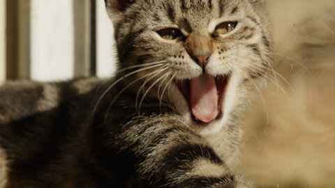 Cat Friend.