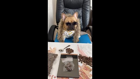 Frenchie arrested