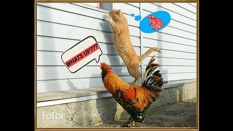 👍Fun animals:) 👀Hilarious!!! about the friendship between a chicken and a cat:):):)🤣