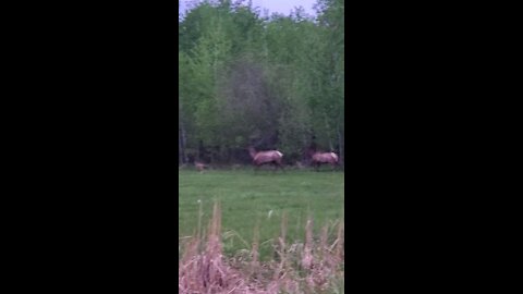 Never seen that many elk in a bunch.