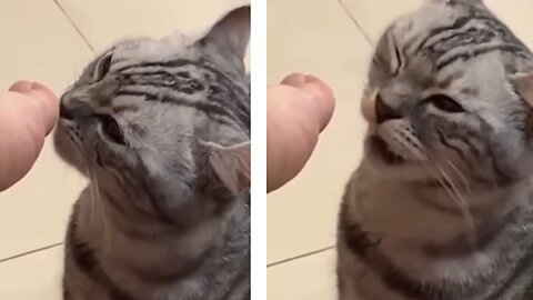 Funniest Cat And Dogs Videos 2022