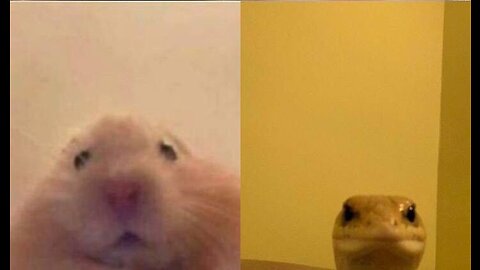 videos to distract your kids-funny animals that will make you laugh