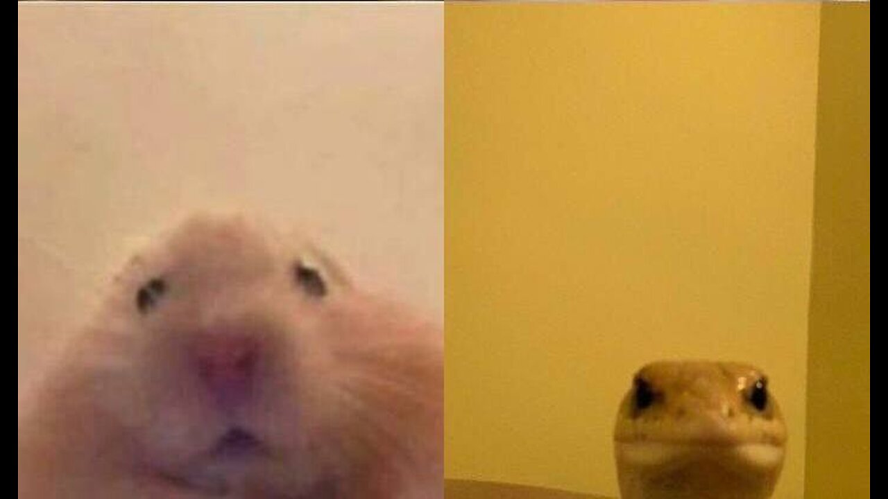 videos to distract your kids-funny animals that will make you laugh