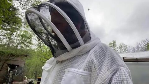 Bee inspection round 2
