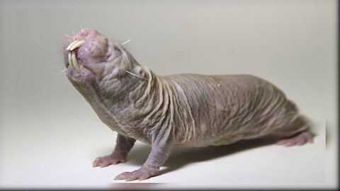 11 Animals Which Exist But Are Hard to Believe
