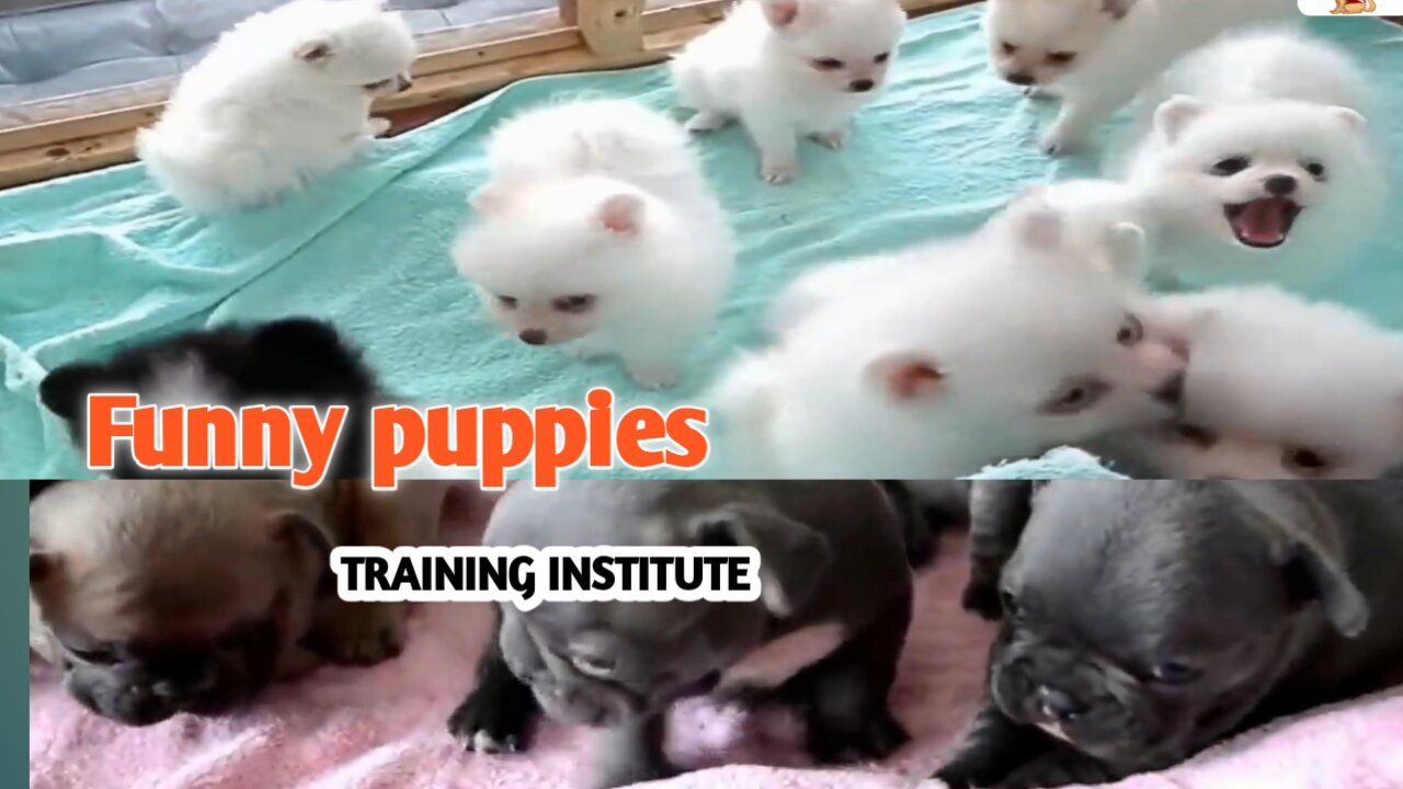 Funny puppies Training Institute