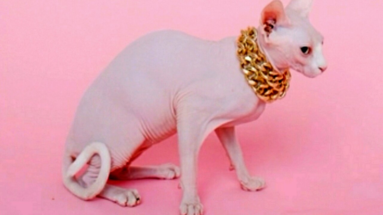 A Sparkling Connection.The White Cat's Golden Chain in Pixelated Form.|😹🤢||