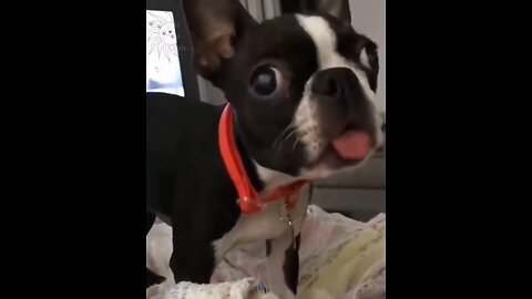 Funny Animals Compilation #7