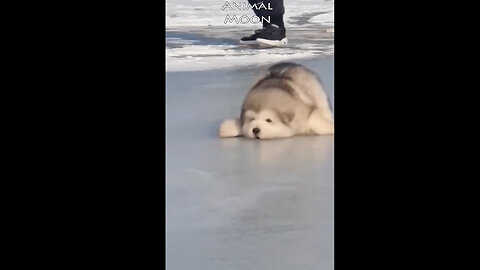 Beautifull Alaskan malamute puppies #shorts #puppy
