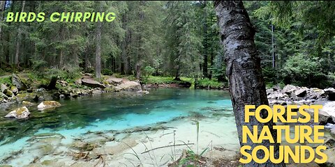 Relaxing Forest Sounds - Birds Chirping - For Sleep/Meditation